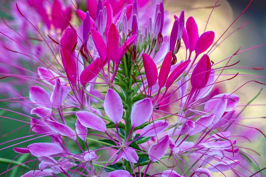 Pink Queen Flower Photograph by Susan Rydberg
