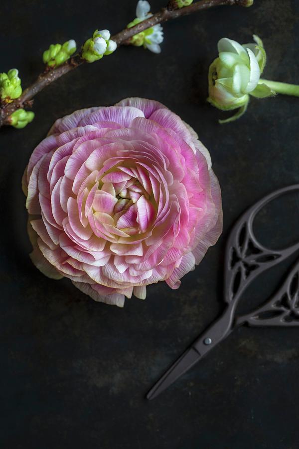 Pink Ranunculus Flower And Branch Of Cherry Blossom On Black Surface Photograph by Tina Engel