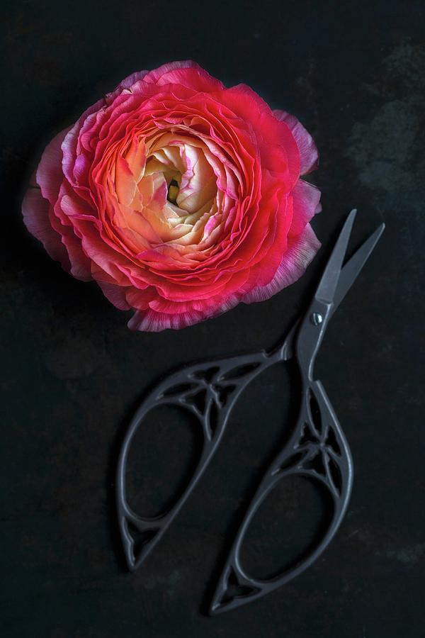 Pink Ranunculus Flower And Ornate Scissors On Black Surface Photograph by Tina Engel