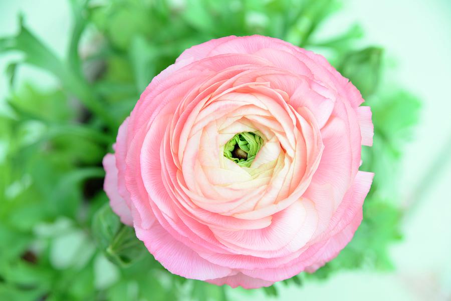Pink Ranunculus Flower close-up Photograph by Revier 51