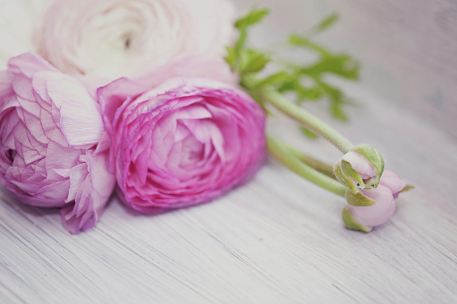 Pink Ranunculus Flowers On White Wooden Photograph by Isabelle Lafrance Photography