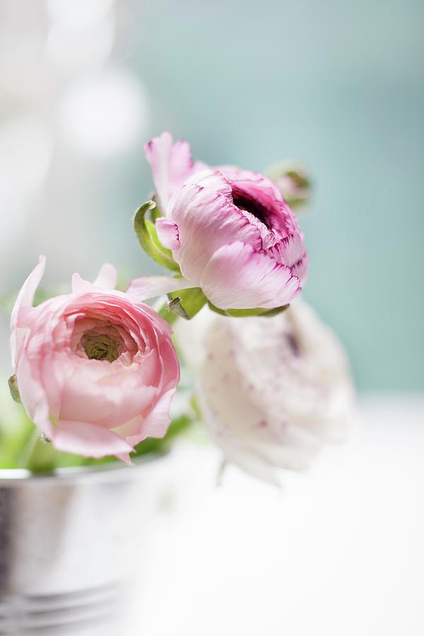 Pink Ranunculus In Metal Dish Photograph by Sabrina Sue Daniels