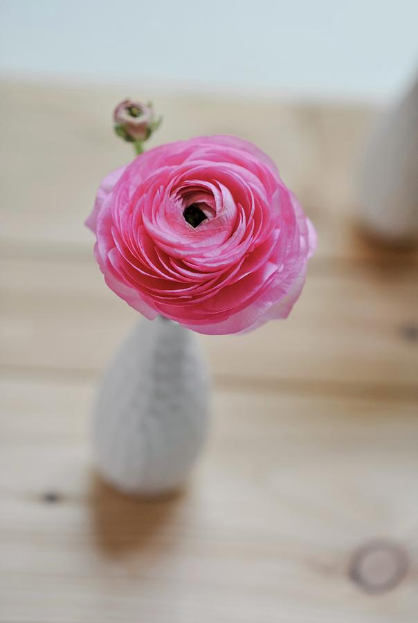 Pink Ranunculus In Vase Photograph by Alexandra Feitsch