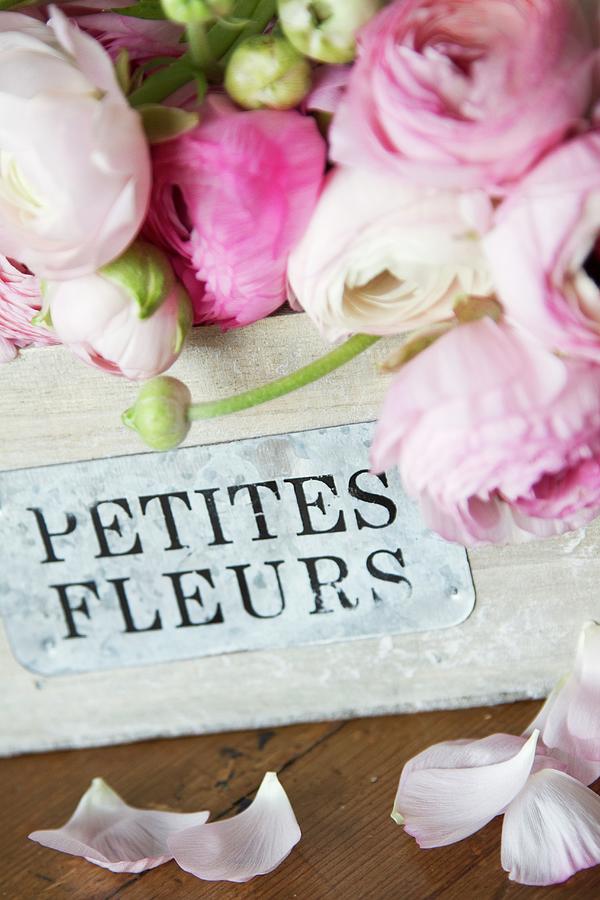 Pink Ranunculus In Vintage Wooden Crate With French Writing On Label Photograph by Catja Vedder