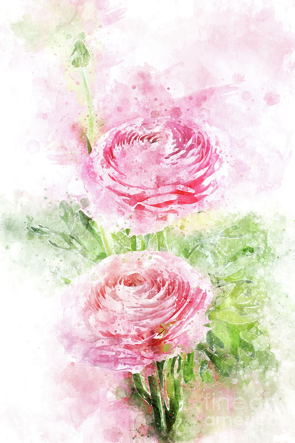Pink Ranunculus Watercolor Digital Art by Ann Garrett