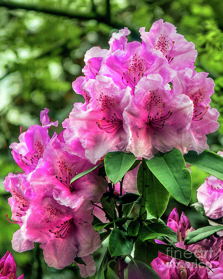 Pink Rhododendron Photograph by David Meznarich