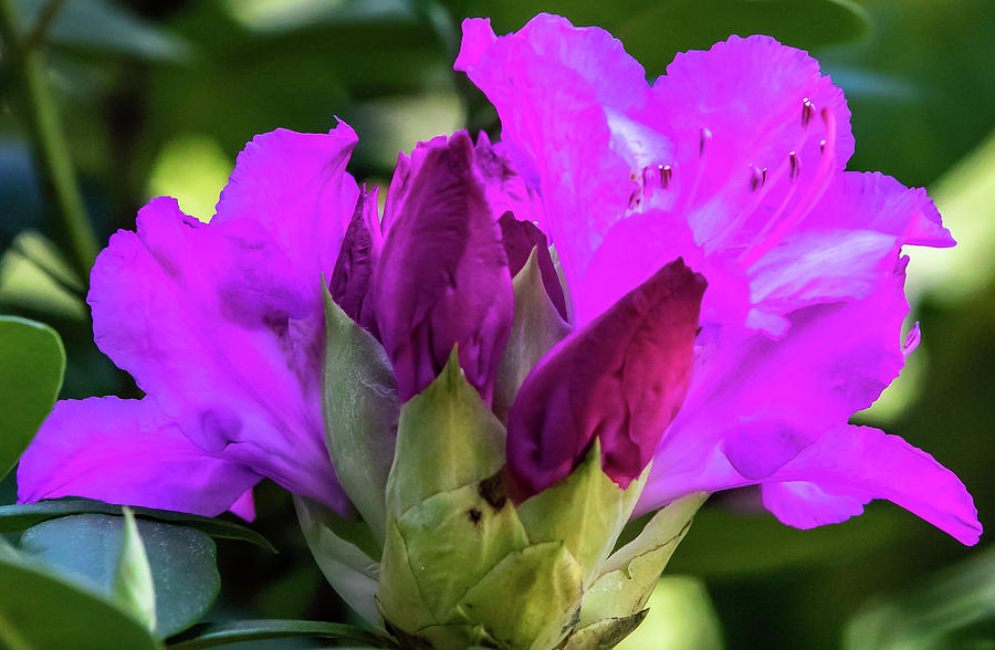 Nature Digital Art - Pink Rhododendron by Ed Stines