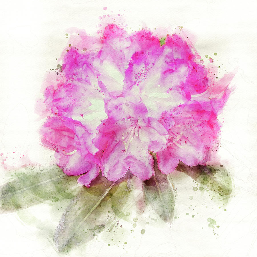 Pink Rhododendron flower by Edita Edith Anna Brus Pink Rhododendron flower by Edita Edith Anna Brus