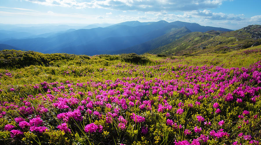 Summer Photograph - Pink Rhododendron Flowers Covered by Ivan Kmit