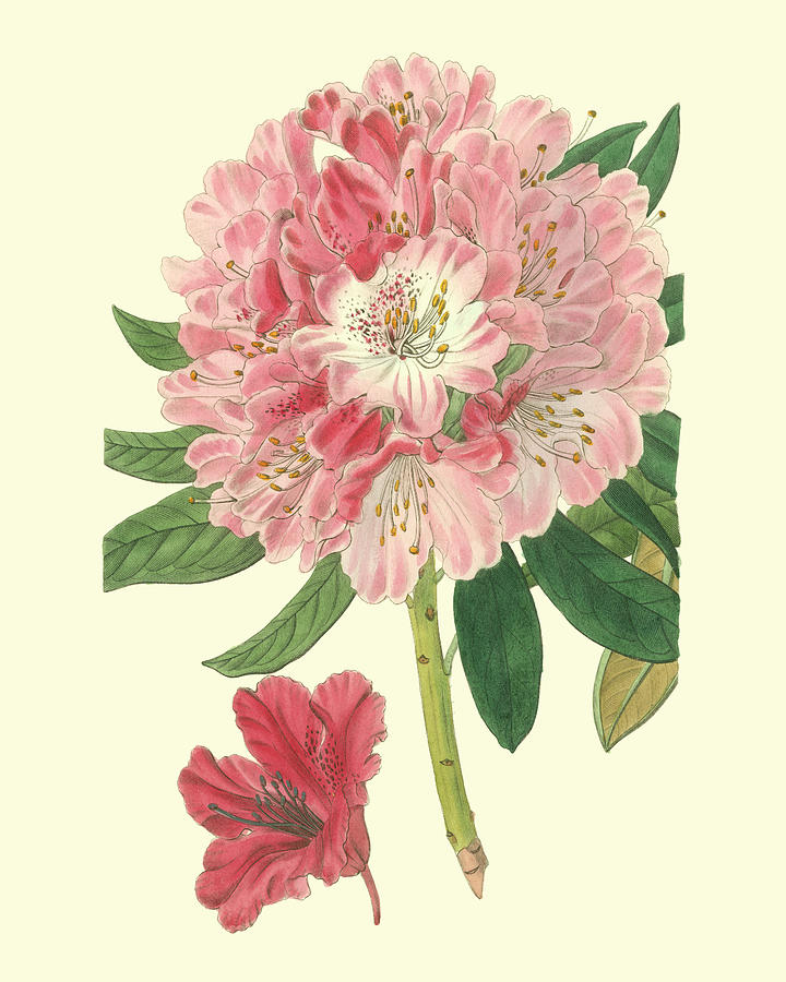 Flower Painting - Pink Rhododendron by Sydenham Edwards