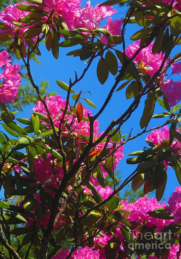 Pink Rhododendron Photograph by Tara Shalton