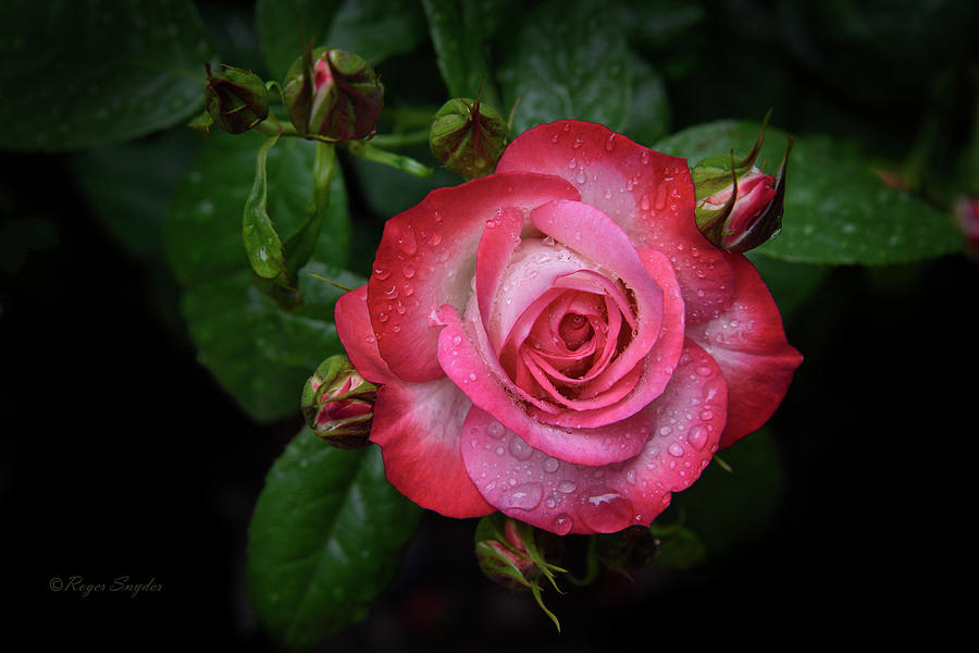 Pink Rose 5 Photograph
