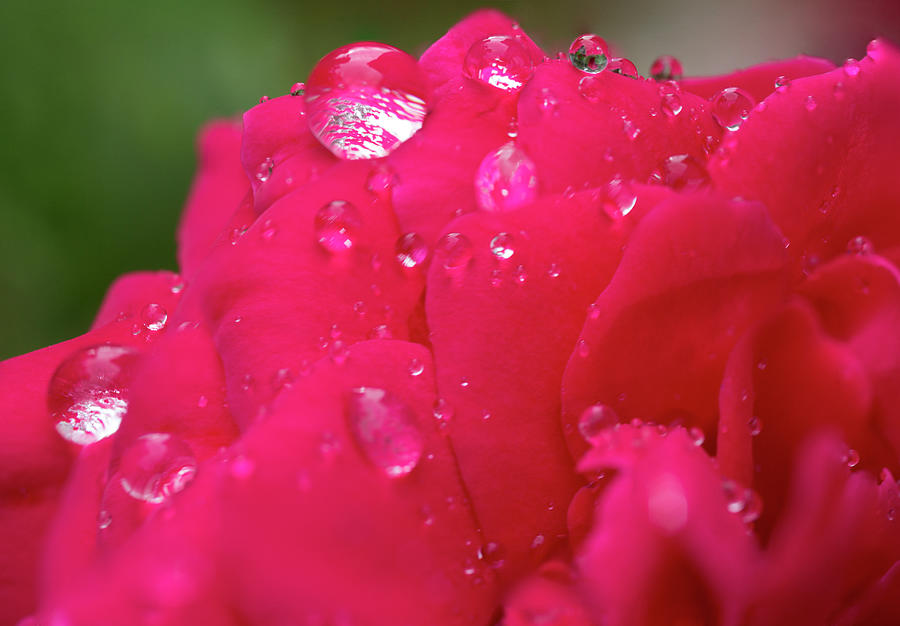 Rose Photograph - Pink Rose After Rain by Iris Richardson Rose Photograph - Pink Rose After Rain by Iris Richardson