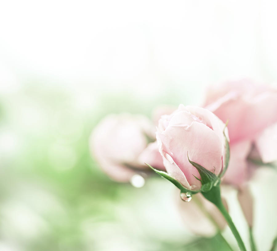 Pink Rose After Rain Photograph by Jasmina007