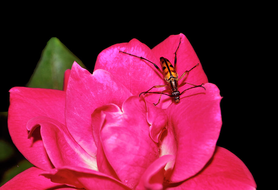 Insects Photograph - Pink Rose And Beetle 004 by George Bostian
