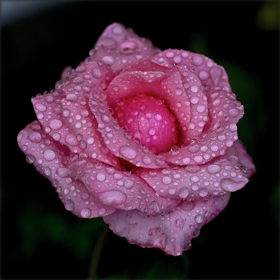 Pink Rose And Rain Drops Photograph by Lal