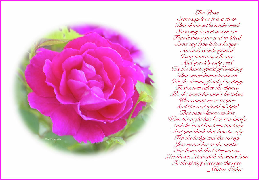 Pink Rose and Song Lyrics Digital Art by A Macarthur Gurmankin