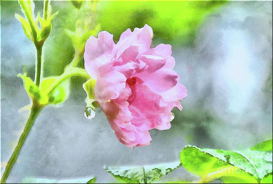 Pink Rose and Water Drop..watercolor Photograph by Elaine Manley