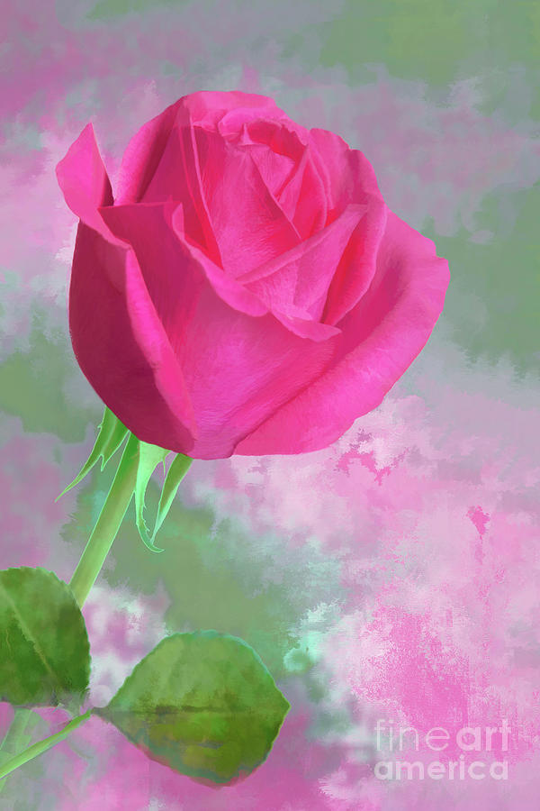 Pink Rose Art Portrait Photograph by Regina Geoghan