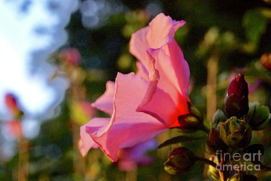 Pink Rose at Sunset Photograph by Margie Avellino