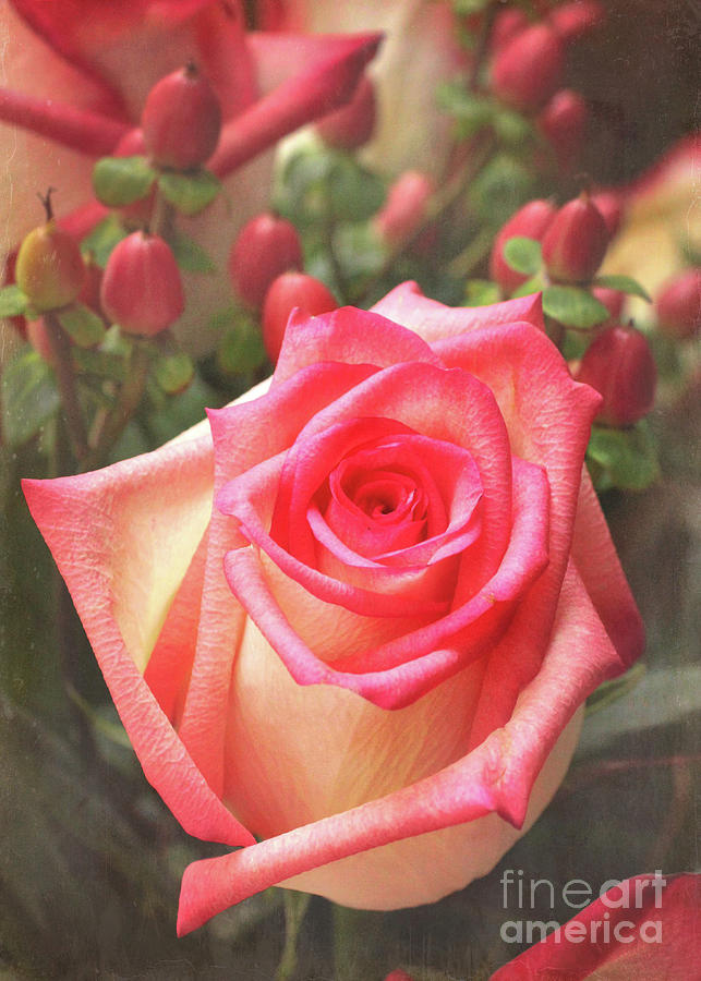 Pink Rose Blush Photograph by Sharon McConnell