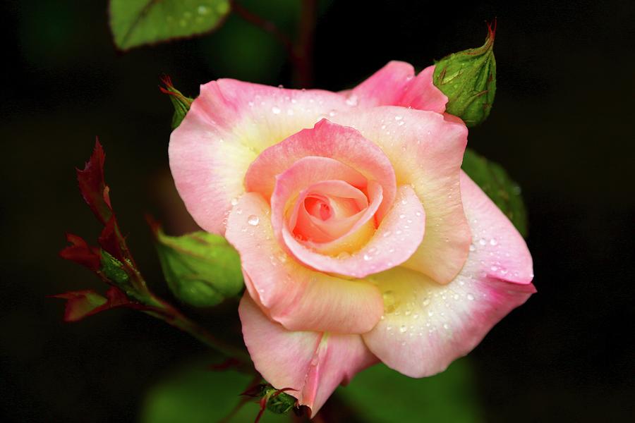 Pink Rose Photograph by Brian Farrell