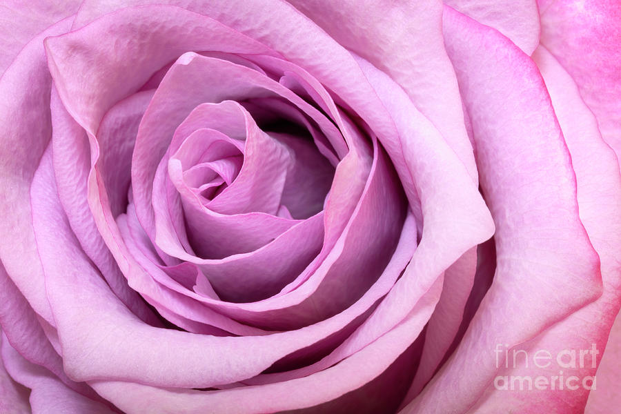 Pink Rose Photograph by Brian Jannsen