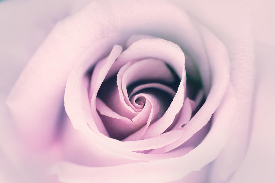 Up Movie Photograph - Pink Rose Bright Beautiful Dreamy Elegant Floral Photo by Wall Art Prints