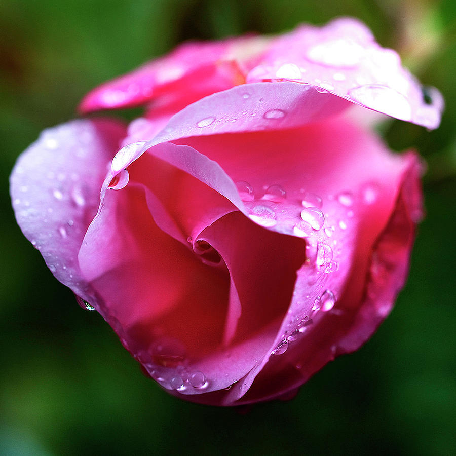 Pink Rose Photograph by Carlos. E. Serrano