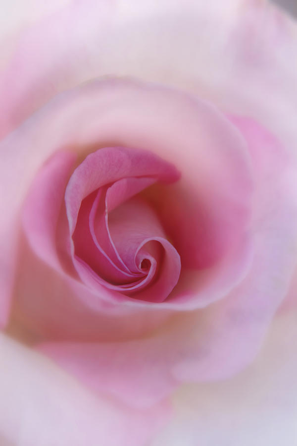 Pink Rose Center Digital Art by Terry Davis