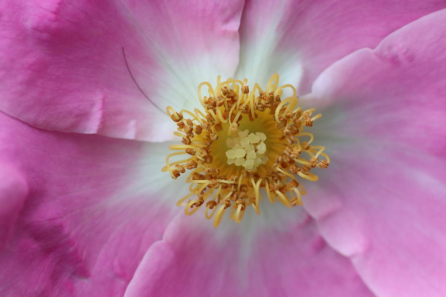 Pink Rose Center by TJ Fox Pink Rose Center by TJ Fox