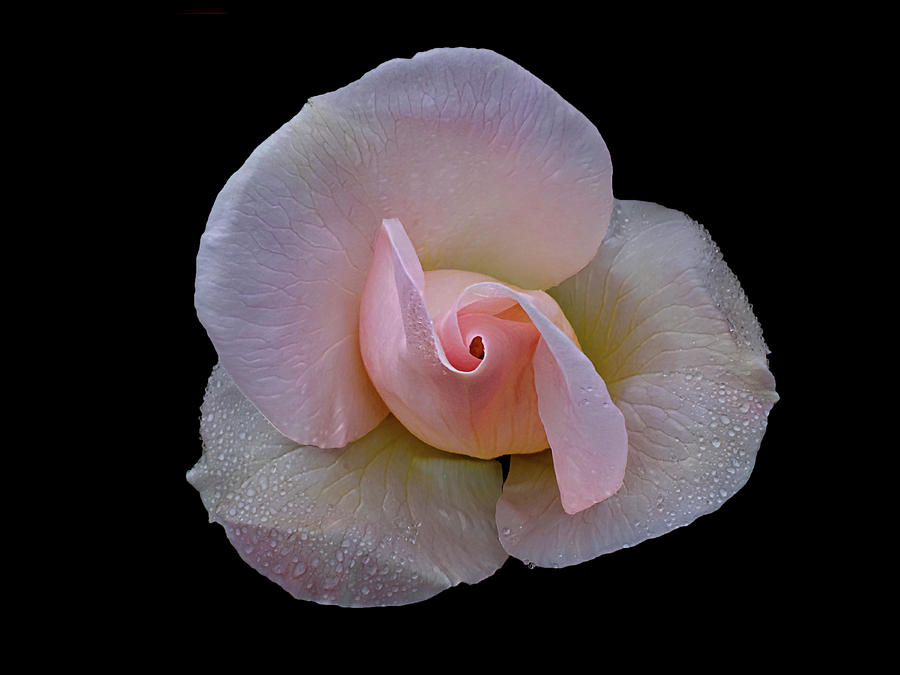 Pink Rose Photograph by DonaRose