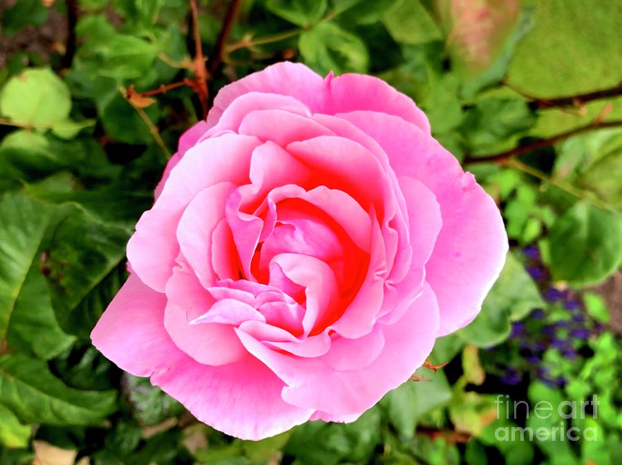 Pink Rose Photograph