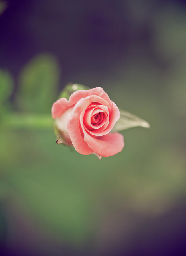 Pink Rose Photograph by Fahadee.com