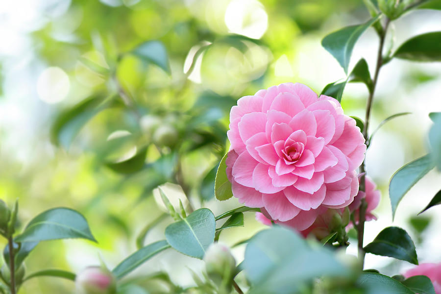 Pink Rose - Camellia Flower Photograph by Ashira Vision - Fine Art America