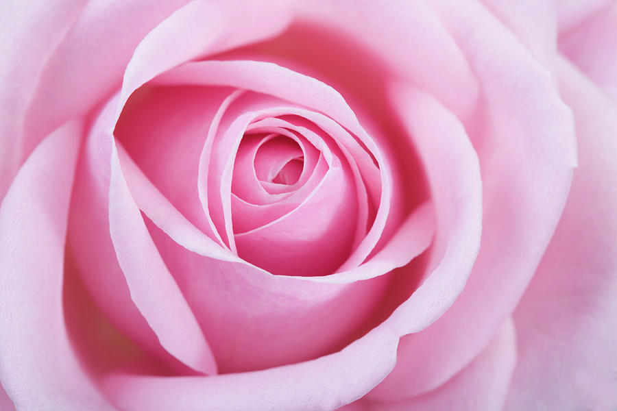 Pink Rose Flower Photograph by Photoshopped