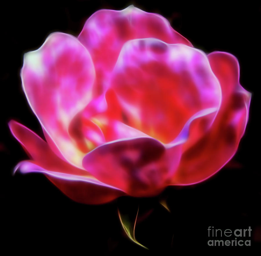 Pink Rose Fractal Photograph by D Hackett