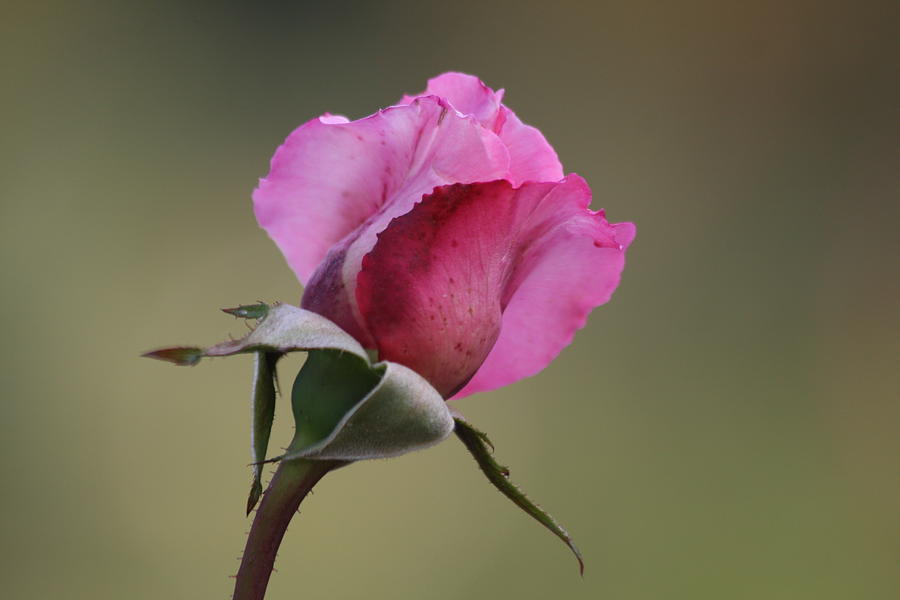 Pink Rose From Botanical Garden Photograph by Bridget Coila