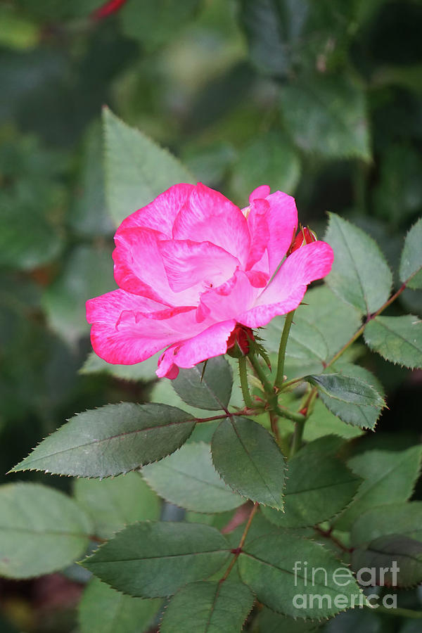Nature Photograph - Pink Rose by HD Connelly