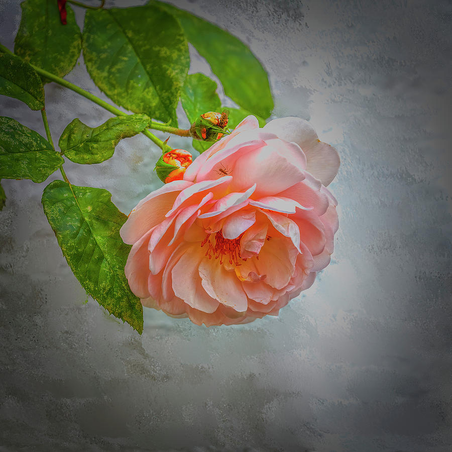 Pink rose #i0 Mixed Media by Leif Sohlman