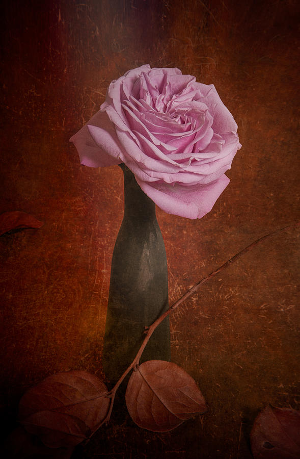 Still Life Photograph - Pink Rose by Igor Tokarev