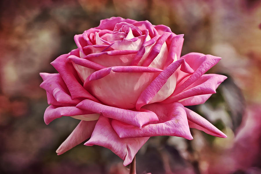 Pink Rose in Full Bloom Photograph by Gaby Ethington | Fine Art America