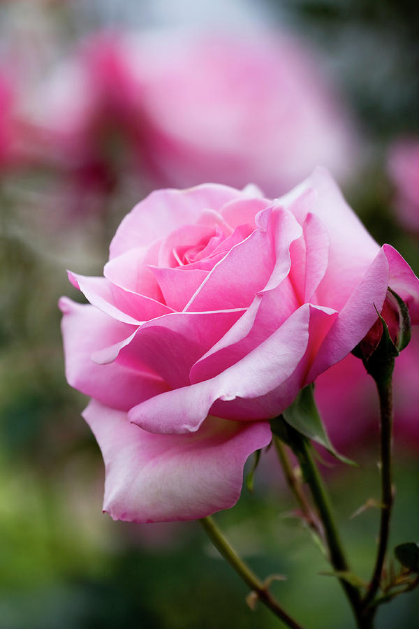 Pink Rose In Garden Photograph by Sharonfoelz