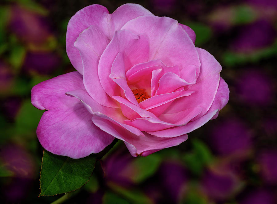 Pink Rose In The Garden Photograph by Susan Candelario