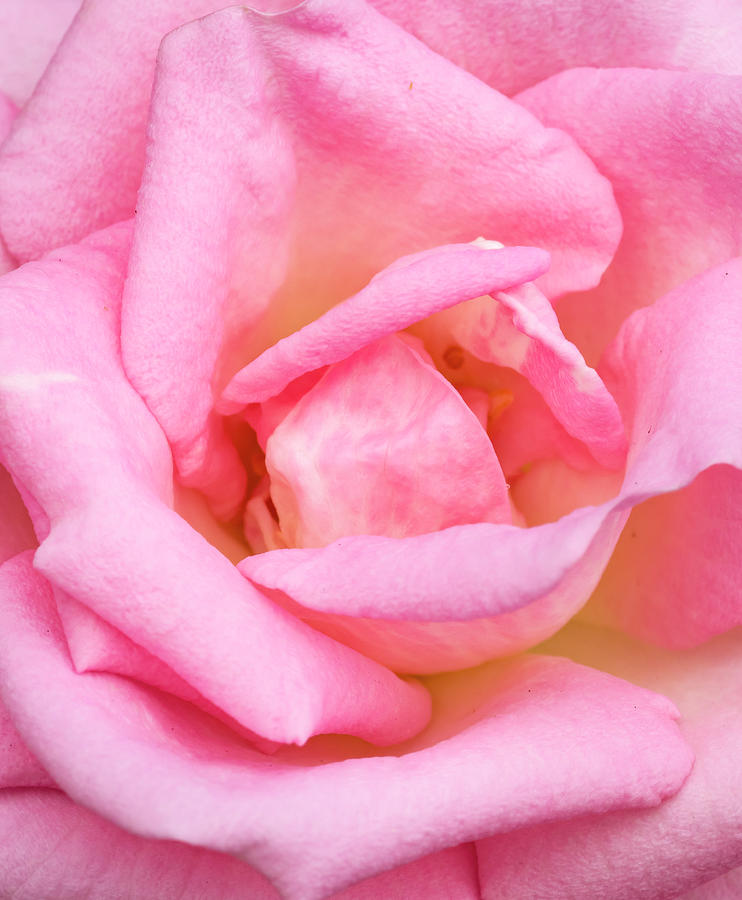 Portland Photograph - Pink Rose, International Rose Test by William Sutton