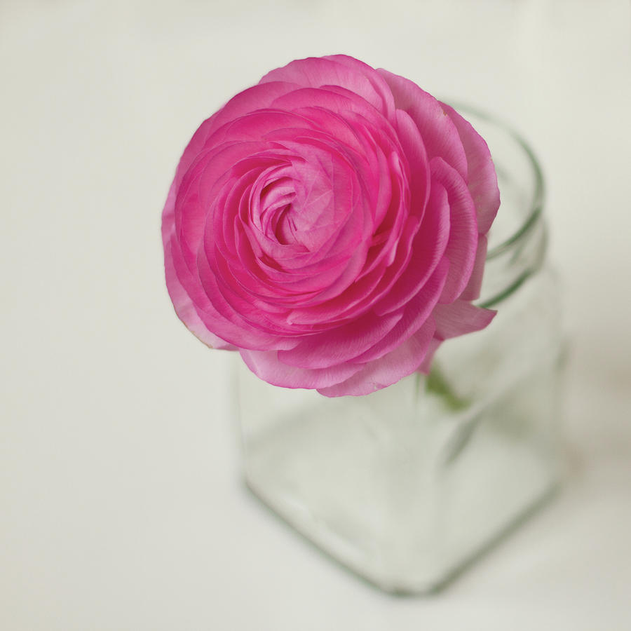 Pink Rose Photograph by Isabel Pavia