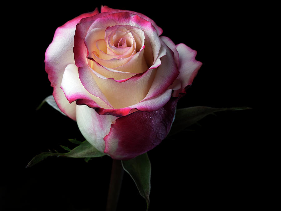 Pink Rose Photograph by Iwan Tirtha