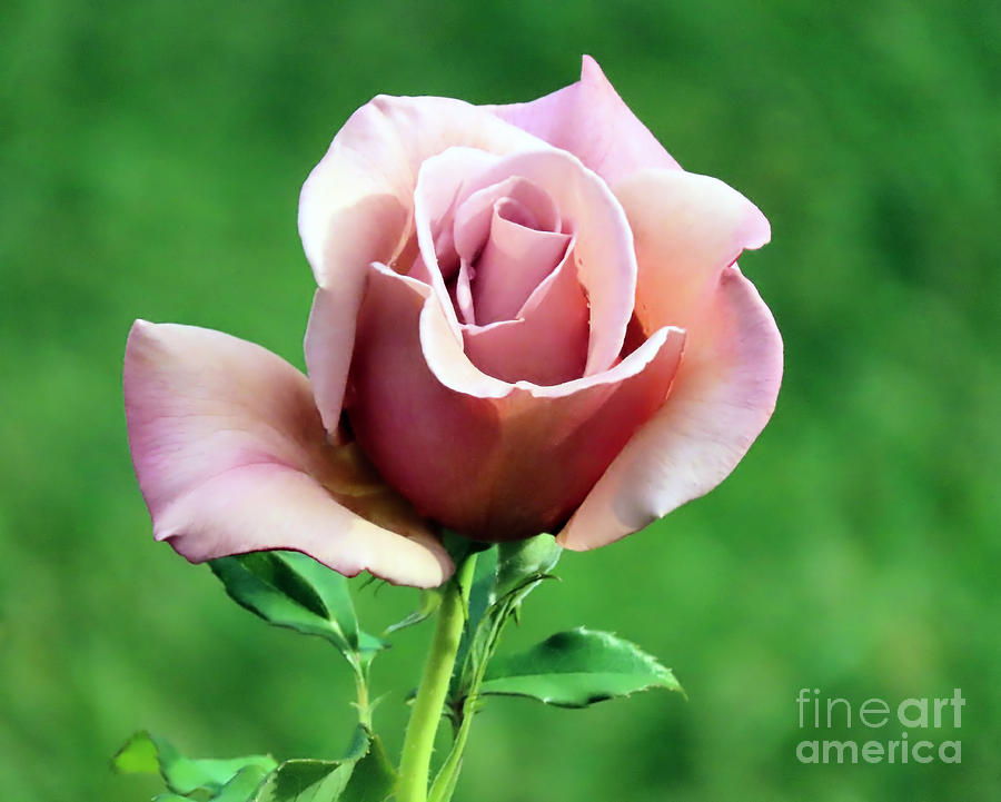Pink Rose Photograph by Janice Drew