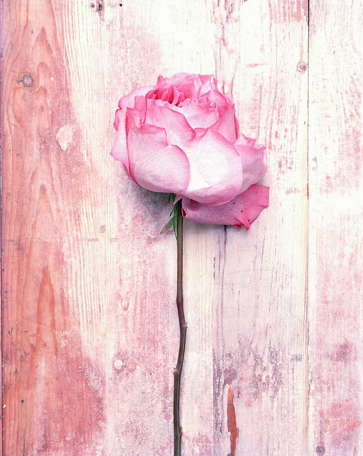 Pink Rose Lying On Wooden Surface Photograph by Matthias Hoffmann