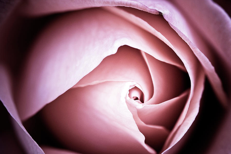 Pink Rose Macro Abstract Photograph by Johan Klovsjö